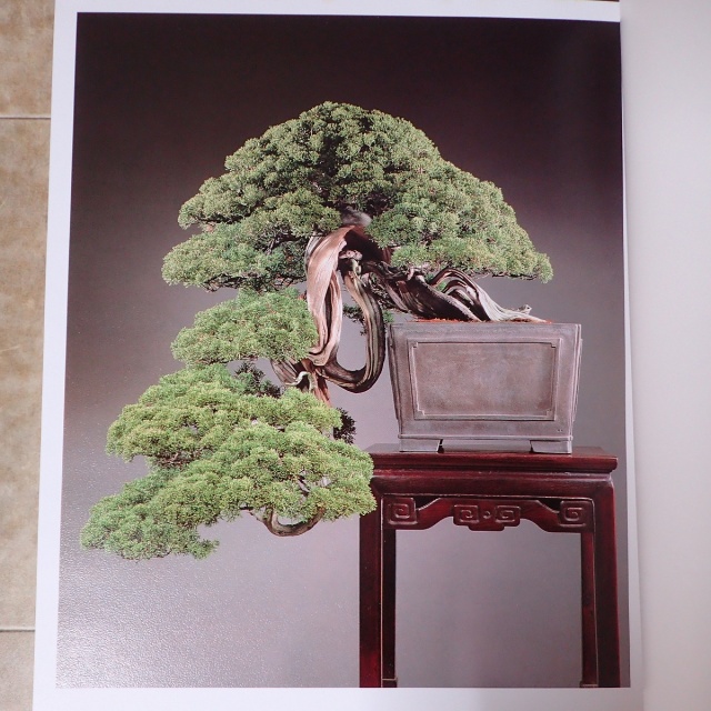 ｜三月兎之杜　買取事例『寉龍庵　豪華盆栽作品集』をお譲りいただきました。